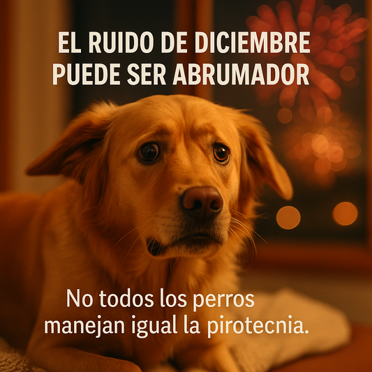 Pirotecnia y Mascotas: ¿Por Qué Diciembre es el Mes Más Traumático para tu Perro?