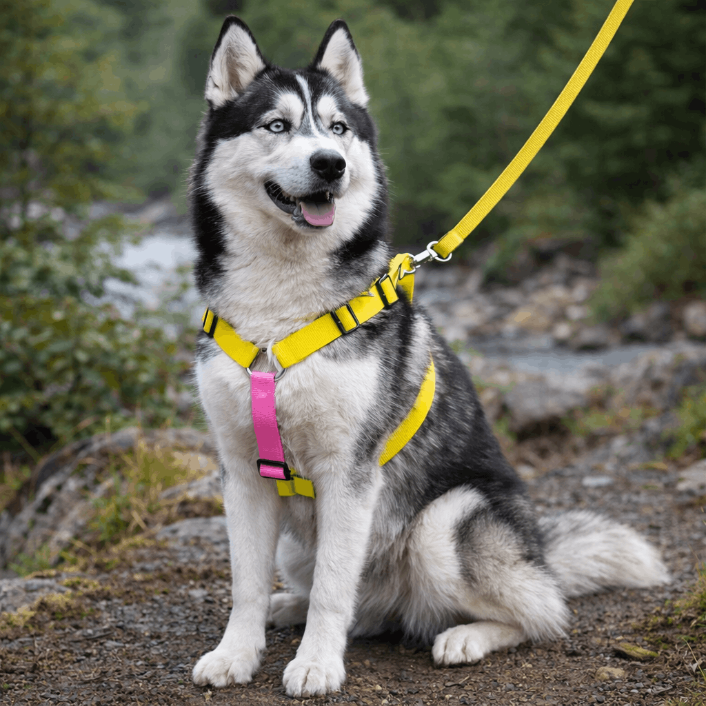 Pechera Antijalones en H para perros – Rastreo y comodidad