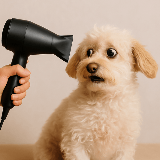 ¿Por qué tu perro se asusta del secador y cómo solucionarlo?