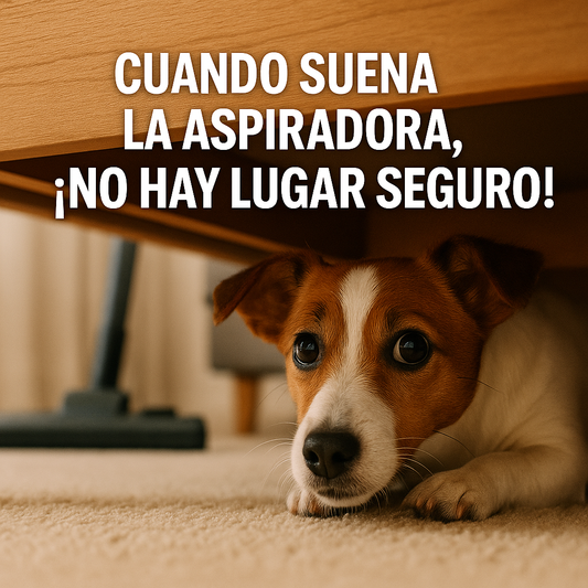 ¿Tu Perro Huye Cuando Escucha la Aspiradora?