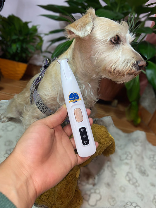 Diferencias entre rasurar y recortar: ¿qué necesita tu mascota?