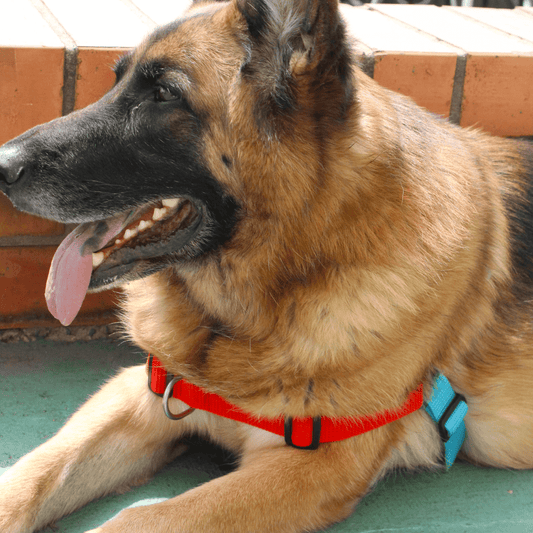 Mejor pechera antijalones para perros en Colombia: guía 2026 + con GPS integrado