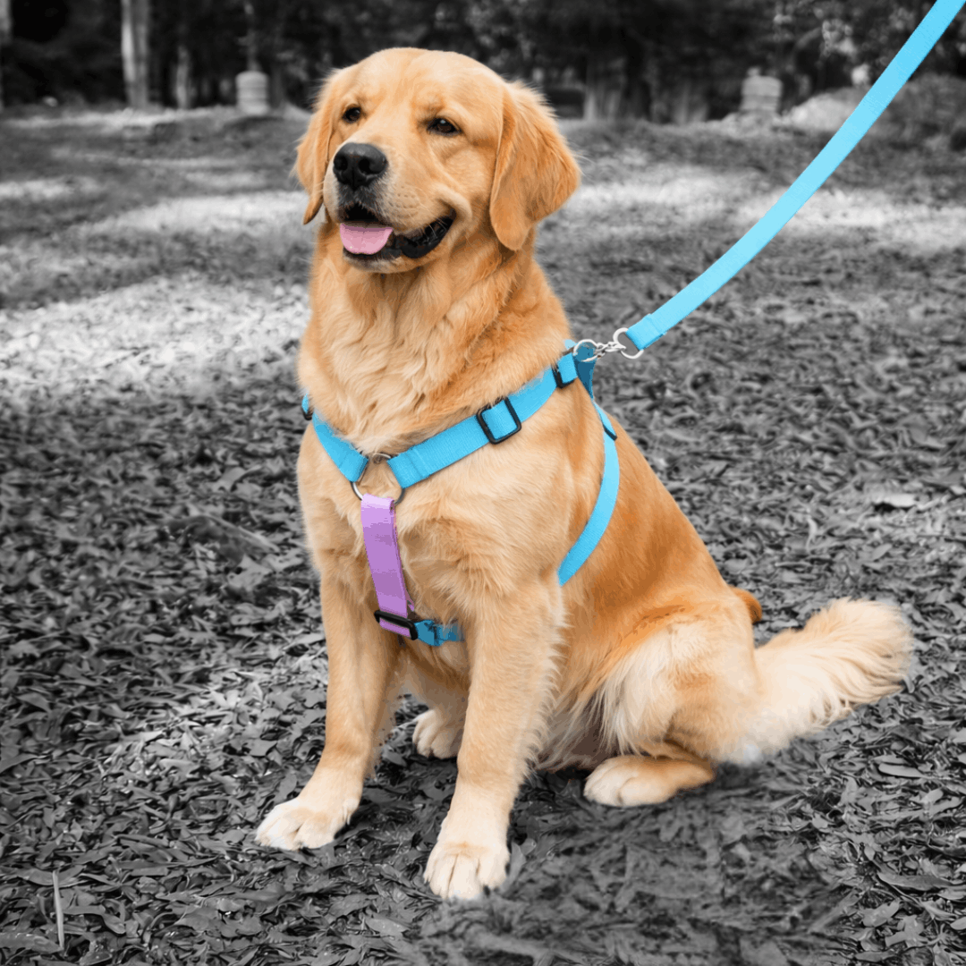 pechera-antijalones-H-perros-mishican-4