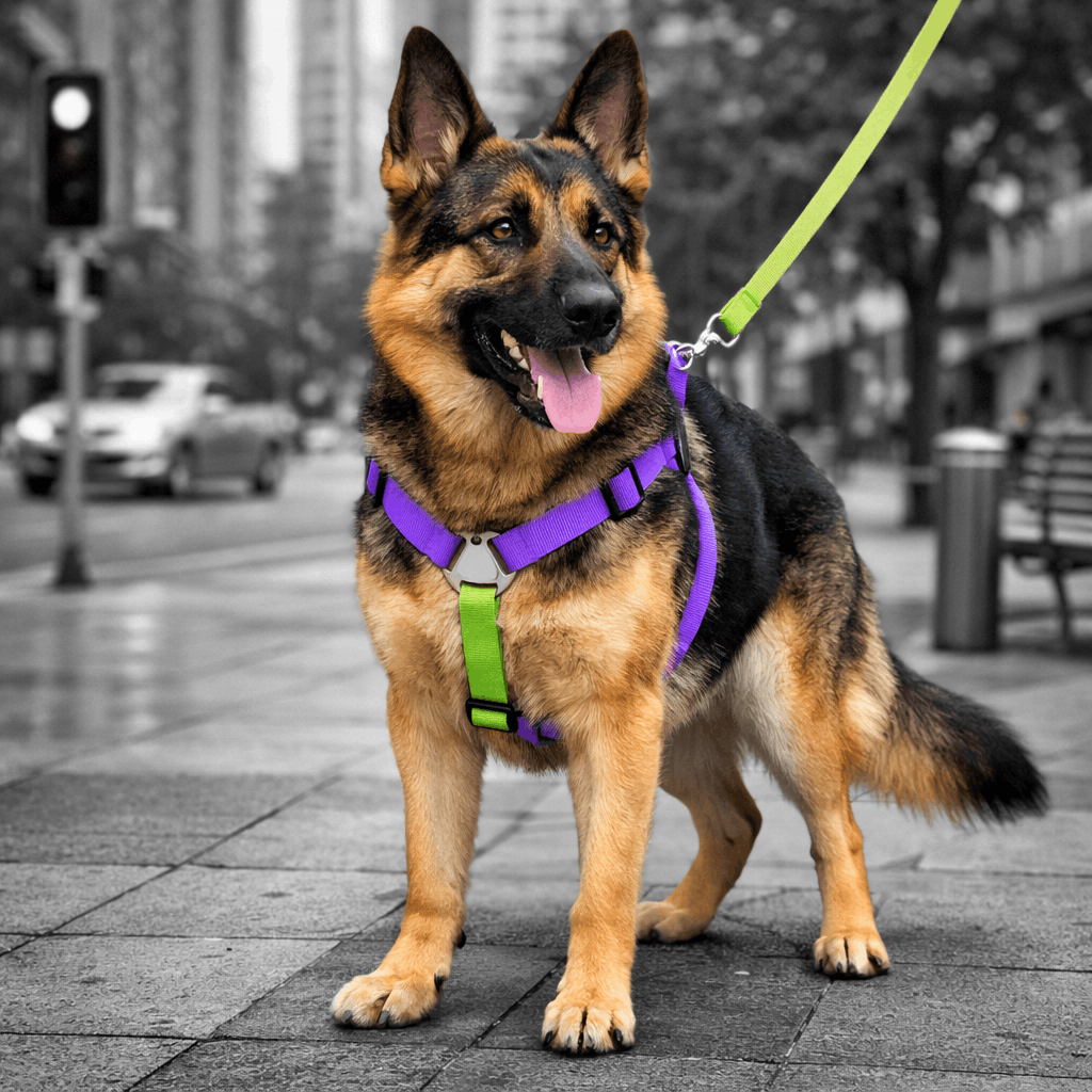 pechera-antijalones-H-perros-mishican-5