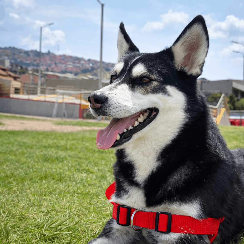 pechera-antijalones-Y-perros-mishican-1