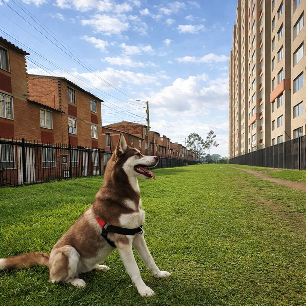 pechera-antijalones-Y-perros-mishican-2