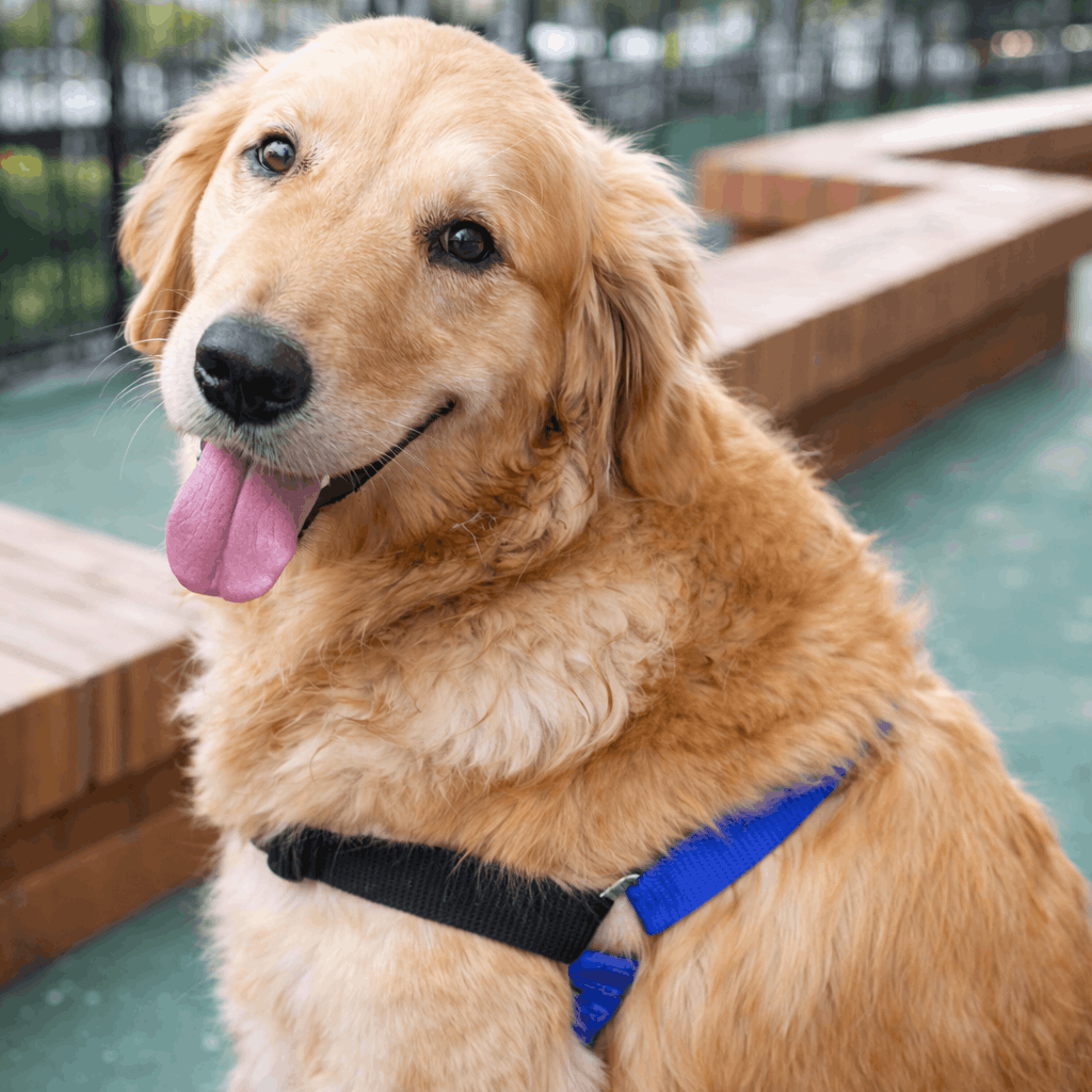 pechera-antijalones-Y-perros-mishican-3