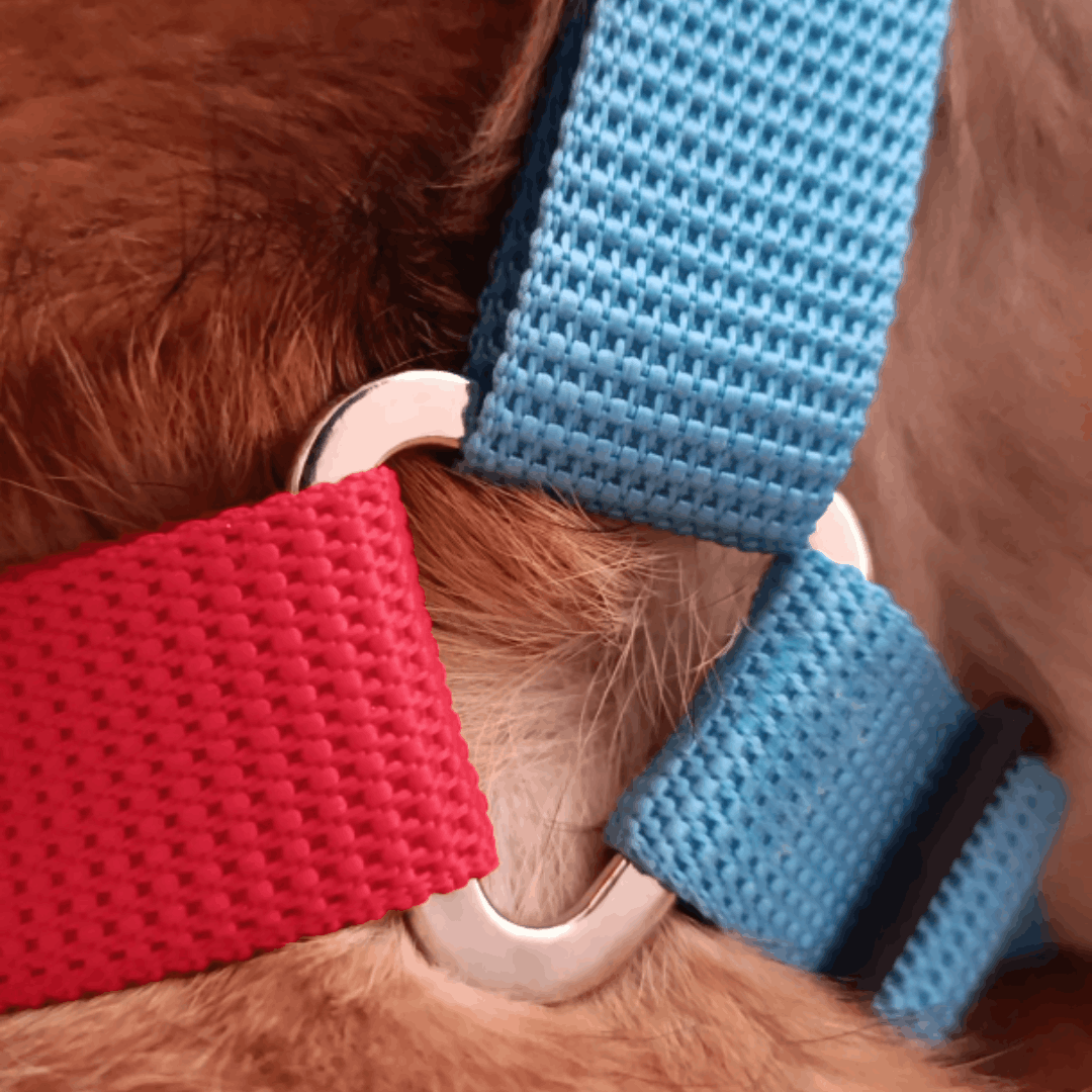 pechera-antijalones-Y-perros-mishican-5