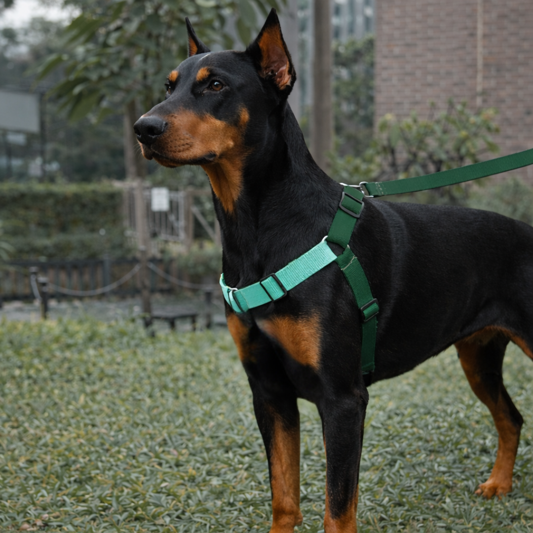 pechera-antijalones-Y-perros-mishican